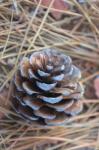 Pine Cone On Forest Floor
