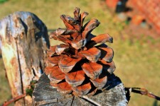 Pine Cone On Post