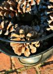 Pine Cones In Black Bucket