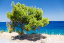 Pine Tree And Sea