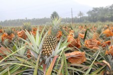 Pineapple Field 2