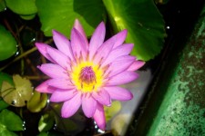 Pink And Yellow Water Lily