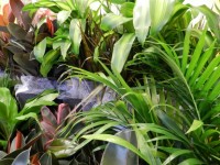 Tropical Plants (2)