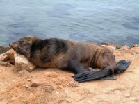Poor Unfortunate Seal