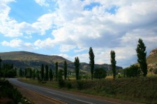 Poplars By The Roadside, Clarens