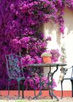Pretty Garden Purple Flowers