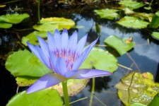 Profile Of Purple Water Lilly