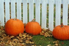 Pumpkins Against Fence