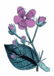 Purple Flower Illustration