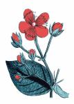 Red Flower Illustration