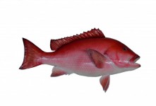 Red Snapper Fish Mount