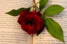 Romance Novel With Rose