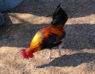Rooster Foraging