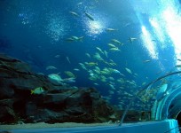 Saltwater Fish Aquarium