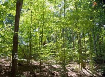 Scenic Woodlands Of Georgia, USA