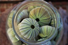 Sea Urchin Shell In Glass Jar