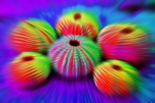 Sea Urchin Shell In Neon Colours