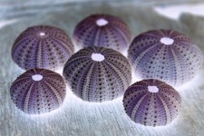 Sea Urchin Shell Invert