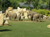 Elephants At The Zoo