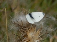 Small (Cabbage) White Butterfly