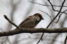 Sparrow In A Tree
