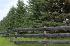 Spruce Tree Wooden Farm Fence