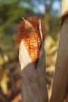 Stalk Of Indian Corn