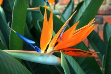 Strelitzia Flower And Leaves