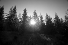 Sun Behind The Pines