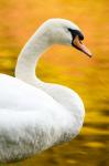 Swan In Autumn
