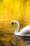 Swan In Autumn