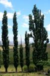 Tall Poplars