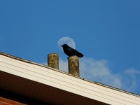 The Crow And The Moon