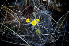 Three Yellow Wildflowers