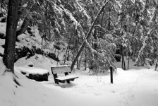 Trail Bench In Snow