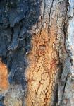 Tree With Flaking Bark