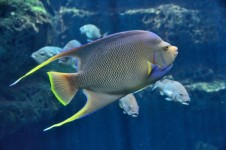 Tropical Saltwater Fish