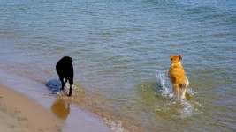 Two Dogs Running Into The Surf
