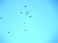 Vultures In The Sky