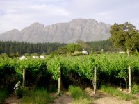 Vines And Mountains