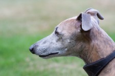 Whippet Dog Portrait