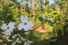 White Dogwoods In Virginia