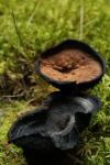 Wild Brown Black Mushroom Moss