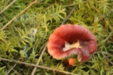 Wild Brown Mushroom Moss