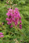 Wild Flowers Purple Bee