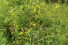 Wild Flowers Yellow Purple Grass