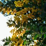 Yellow Acacia Flowers With Sunburst