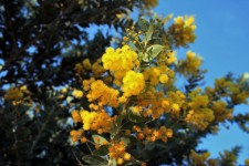 Yellow Acacia Flowers