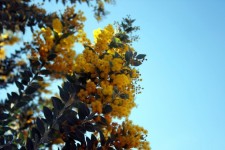 Yellow Acacia Tree Flowers