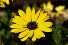Yellow  Daisy Flower